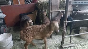 козу срочно: Продаю | Ягненок | На забой — 10