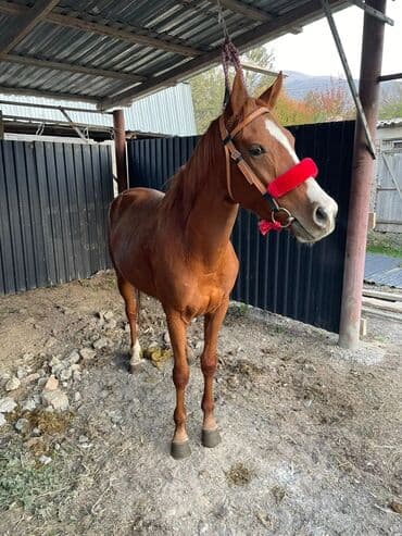 Продаю | Жеребец | Английская | Конный спорт | Племенные