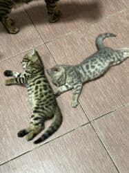 котёнок в добрые руки: Бенгальская, 2 месяца, Мальчик, Голубой, Приучена к лотку — 1