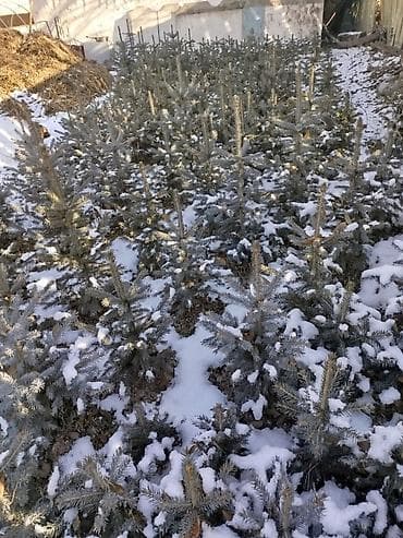 семена кукурузы цена: Продаю саженцы ели колючей в городе Нарын высота от 0,5 до 1,2 м — 1