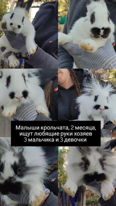 шкуры кролика: 1000 — 1