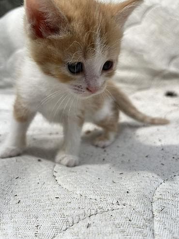 Котята, помёт из пяти малышей: - Рыже-белый: короткошёрстный, белая — 2