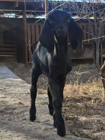 Айыл-чарба жаныбарлары: Сатам | Эчки (ургаачы), Теке (эркек), Улак | Нубий | Көбөйтүү үчүн, Сүт алуу үчүн | Асыл тукумдуу — 5