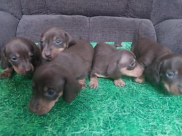 русская спаниель: Щенки таксы, гладкошерстная мини. Окрас: шоколад с подпалом. На фото — 6
