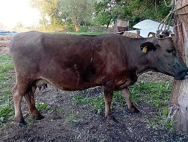 продам корову: Продаю | Корова (самка) | Для молока | Привязанные — 8