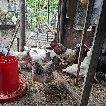 продаю инкубатор: Продаю | Куры | Домашняя | Для разведения, Несушки — 2