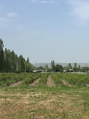 бир: 80 соток, Айыл чарба үчүн, Сатып алуу-сатуу келишими — 6
