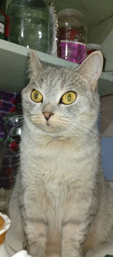 котята в добрые руки бесплатно: Американская короткошёрстная, 3 года, Девочка, Серый — 7