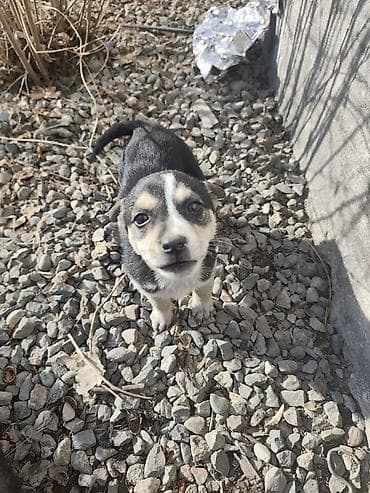 Щенки-метисы, пушистые комочки радости - Возраст: примерно 1–2 месяца