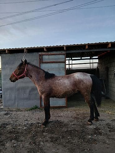 одам дарым: Кунан Сатылат 150мин сом ат жылкы кунан тай айгыр — 1