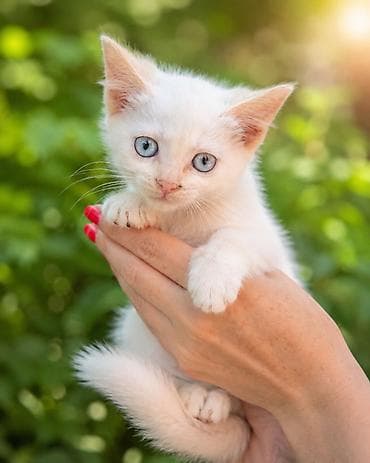 белые котенки: Кошка даром: Беспородная, 3 месяца, Мальчик, Приучена к лотку, Проглистована — 3