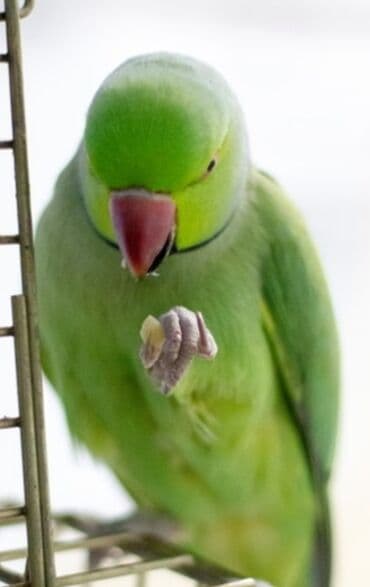 Птицы: Попугаи Ожиреловые хорошо учатся говорить и приручаются к рукам — 2