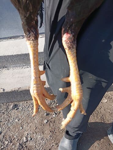 голуби животное: Кант и село маевка если реальный клиент ступка будет — 2