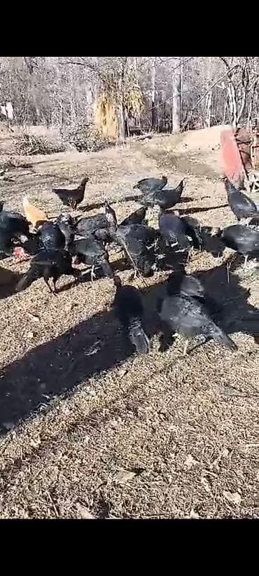 Продаю | Индюшка (самка) | Черный принц | Для разведения | Племенные at lalafo.kg Продаю | Индюшка (самка) | Черный принц | Для разведения | Племенные