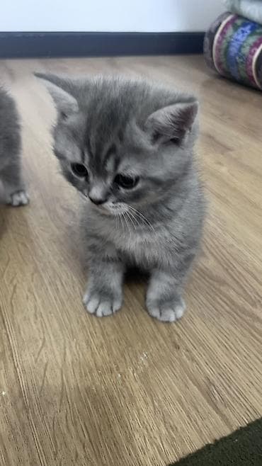 scottish fold: Шотландские котята (Scottish Fold/Scottish Straight), серебристые — 2