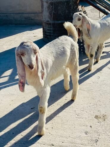 продажа щенков немецкой овчарки в бишкеке с документами: Сатам | Улак | Нубий | Көбөйтүү үчүн — 2