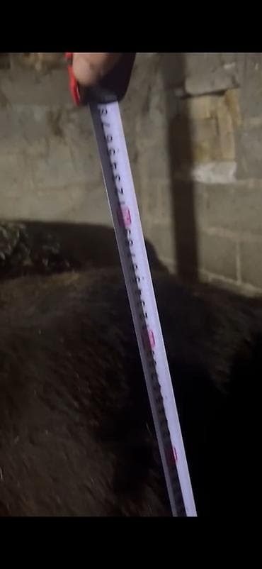 айширская порода: Продаю | Корова (самка) | Полукровка | Для разведения | Не стельные — 1