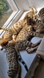 отдам котенка в добрые руки: На бронь бенгальские котята,свободны две девочки,к переезду будут — 20