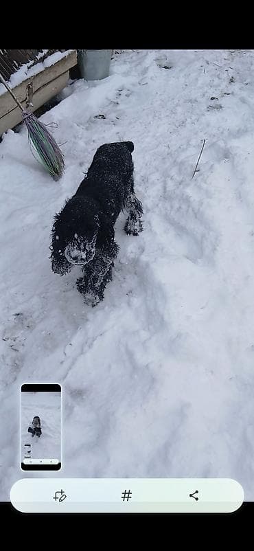 Щенок (молодая собака) средних размеров, с длинными висячими ушами и