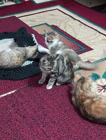 британка кошка: Котята красатули 2,5 мес.К лотку приучены.На фото — помёт из 5 малышей — 10