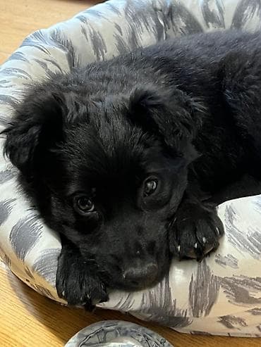 щенки крупных пород в дар: Собака даром: Дворняжка, 2 месяца, Самка — 8