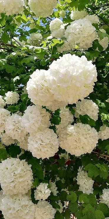 малина поле: Калина бульденеж (Viburnum opulus ‘Roseum’) Огромный бульденеж — 3