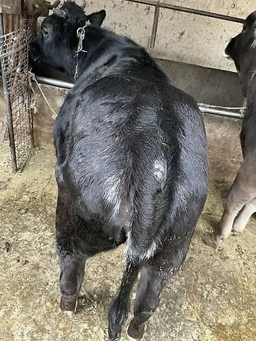 парода тай: Продаю | Бык (самец), Тёлка | Бельгийская | На откорм | Привязанные — 1