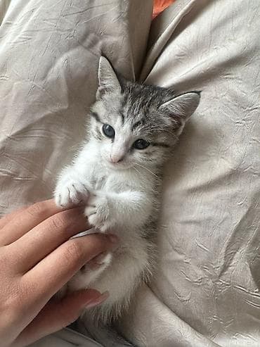 купить котенка бесплатно: Американская короткошёрстная, 2 месяца, Мальчик — 2
