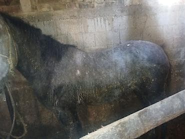 дорого тай: Продаю | Конь (самец) | На забой — 5