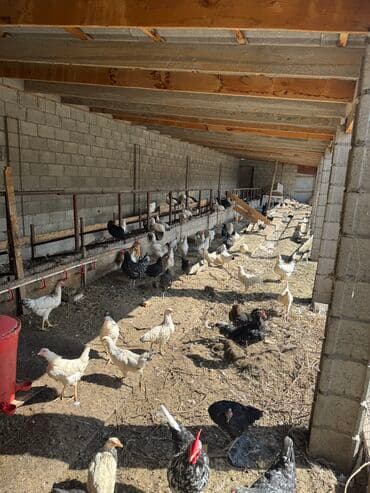 грызуны домашние: Куры и петухи различных пород для личного подворья Описание: - — 3