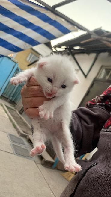 отдам бесплатно котенка: Белоснежный котёнок с голубыми глазами. Описание: - Окрас: чисто — 7