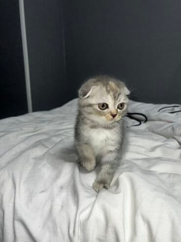 если не кастрировать кота: Шотландские котята Лучший подарок на Новый год и не только!😍 Плюшевые — 1