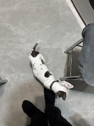 перевозка собак: Продается щеночек Питбуля чистый Девочка Белая с темными пятнами 2.5 — 4