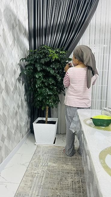 Комнатные растения: Крупные комнатные растения в декоративных кашпо 1) Деревце с плотной — 2