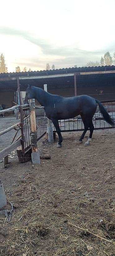 Аквариумдар: Сатам | Бээ (ургаачы) | Көбөйтүү үчүн — 3