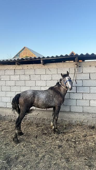 Продаю | Конь (самец), Жеребец | Конный спорт — 7