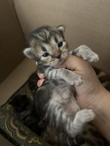 Котята - Возраст: совсем малыши, только открыли глазки. - Окрас: - at lalafo.kg Котята - Возраст: совсем малыши, только открыли глазки. - Окрас: -