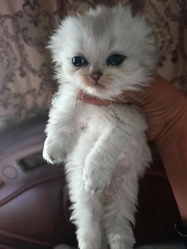 коты бенгальские: Шотландский котёнок окрас серебряная шиншила,фолд! - Шерсть: мягкая — 2