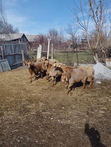 мышык кара балта: Сатам | Козу | Арашан | Көбөйтүү үчүн | Токту — 5