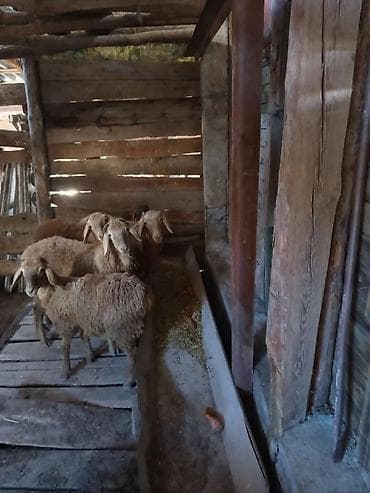 кормовые добавки: Продаю | Ягненок | Полукровка | На забой — 6