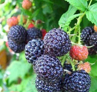 рассады ежемалины: Продаю саженцы черноплодной малины. Очень вкусная и невероятно — 1