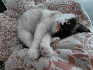 Вязка кошек: Девочка — 1