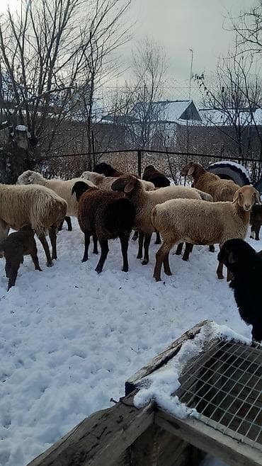 бирки для баранов: Продаю | Овца (самка) | Полукровка | Для разведения | Племенные — 6