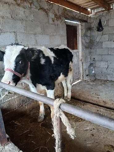 жирныйе телки: Продаю | Бык (самец) | Голштин | На откорм | Привязанные — 1