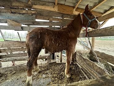 племенной: Продаю | Жеребенок | Для разведения | Племенные — 1