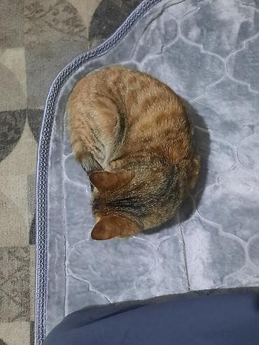 арашан ко: Мышык бекер берилет: Породасыз, 3 айлык, Ургаачы, Лотокко барууга үйрөтүлгөн — 5