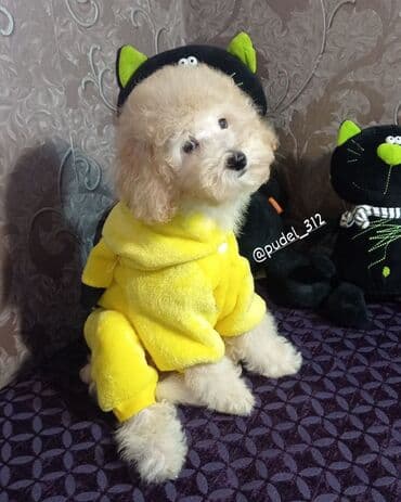 щенки шпица: Пудель, 1 месяц, Самец, С родословной — 1