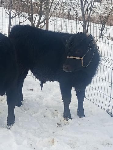 Рыба: Продаю | Музоо, торпок | Ангус | На откорм | Не стельные — 3