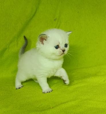 ит мышык: К раннему бронированию шотландские котята мальчики. Хайленд и гладко — 1