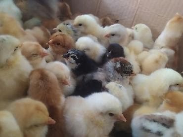 кошки отдам в хорошие руки: Продаю | Цыплята | Домашняя | Для разведения — 1